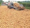 Kupiłeś ziemniaki na obiad? Tak, kuźwa-3 tony