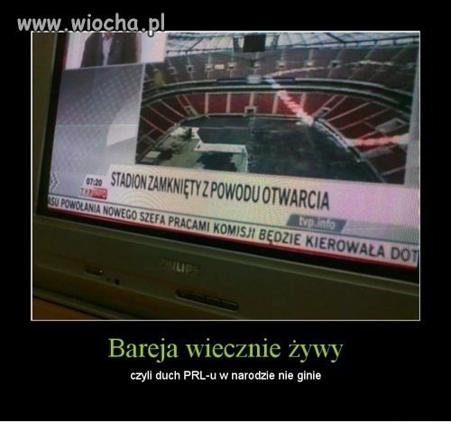 Bareja wiecznie żywy