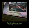 Bareja wiecznie żywy