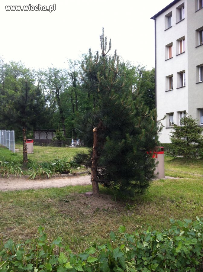 Nowoczesna sztuka krajobrazu prezesa wspólnoty