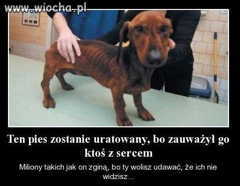 Kim trzeba być, żeby skrzywdzić biednego pieska ?