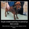 Kim trzeba być, żeby skrzywdzić biednego pieska ?
