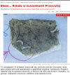 Suszone borowiki