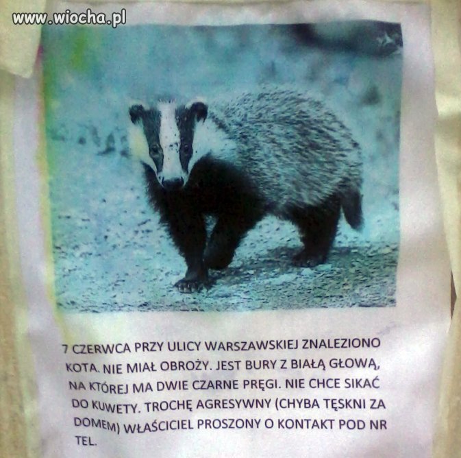 Jak to jest kot...