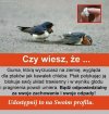 Czy wiesz, że...