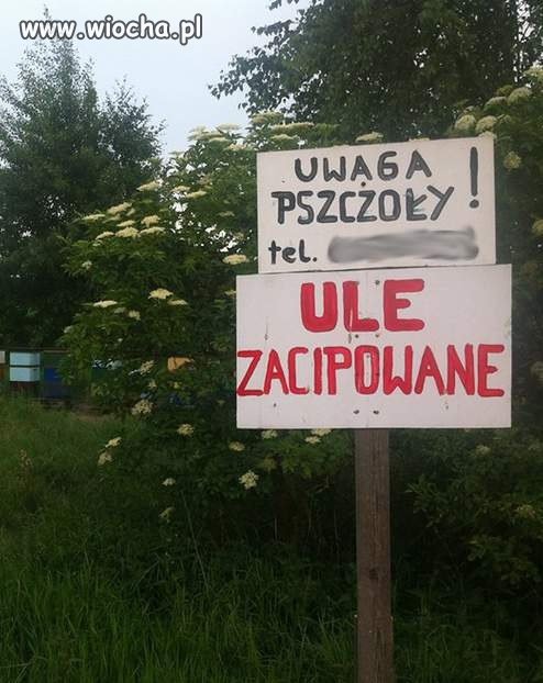 Pszczoły-pszczołami, ale jak się ule cipuje?