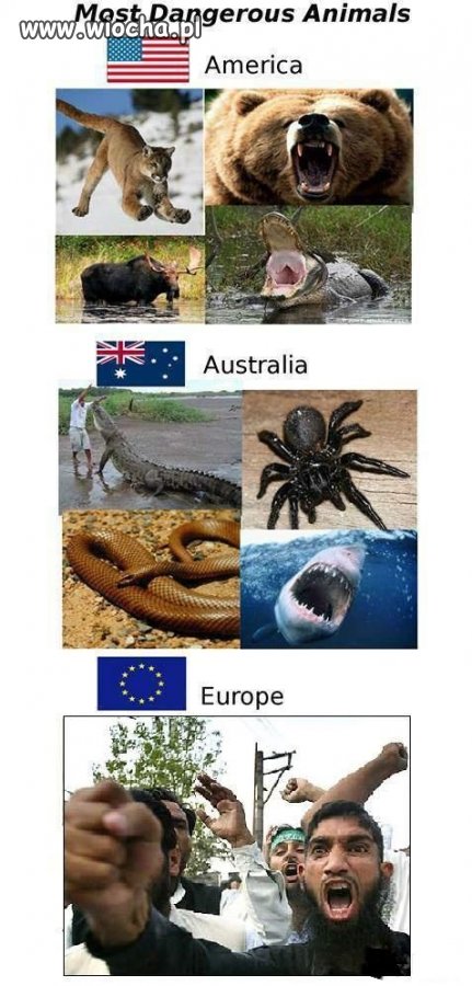 Najbardziej niebezpieczne zwierzęta