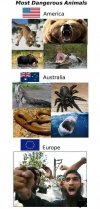 Najbardziej niebezpieczne zwierzęta