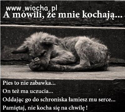 Pies to nie zabawka...