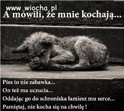 Pies to nie zabawka...