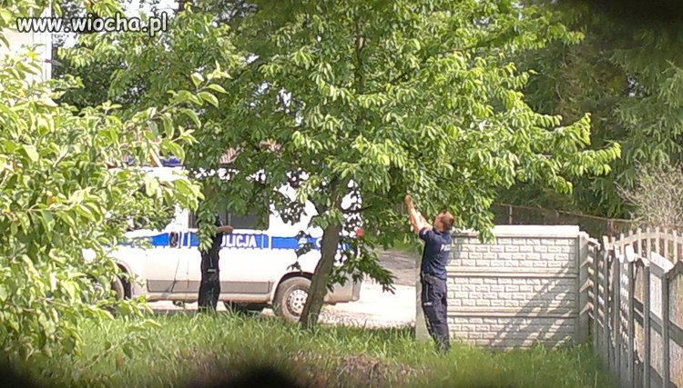 Policja na służbie, kradnie czereśnie...