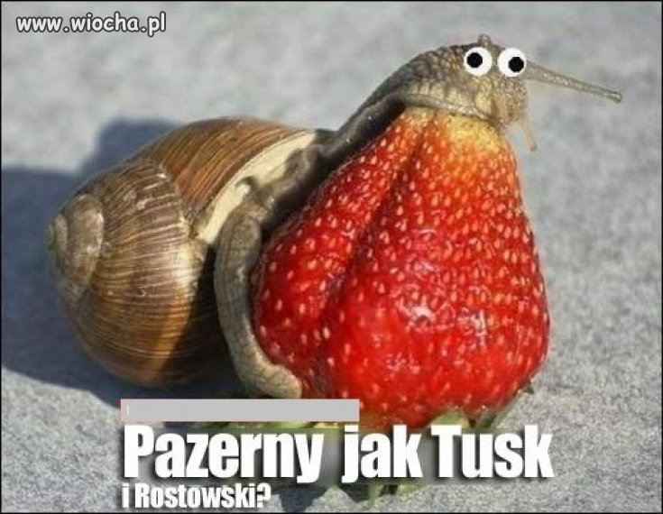 Ślimak pazerny jak ... 