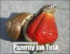 Ślimak pazerny jak ... 