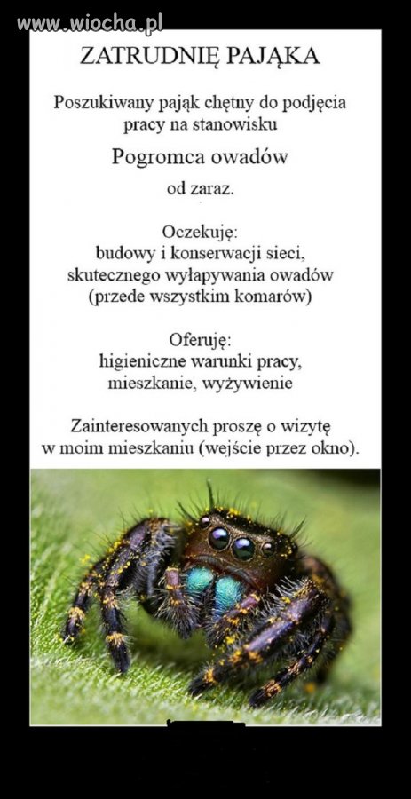 Dzień dobry