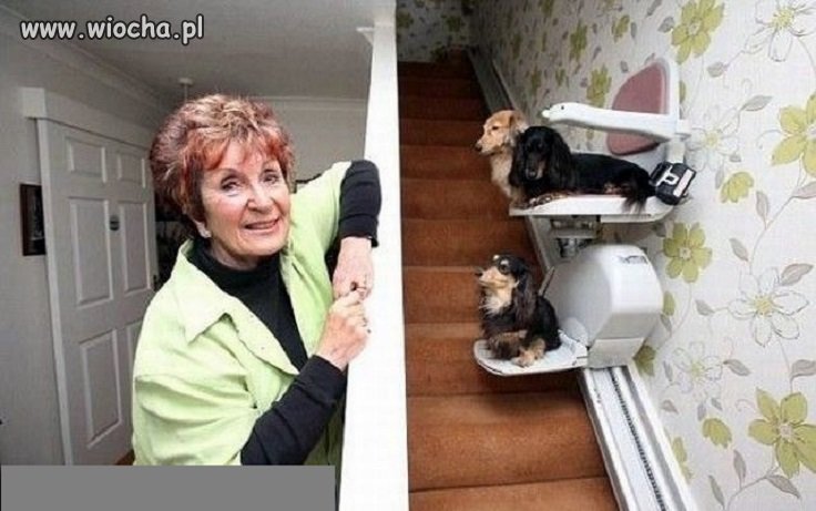 Też kocham zwierzaki, ale bez przesady