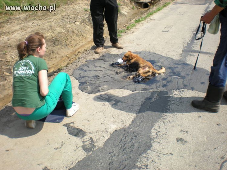 Pies wtopił się w drogę w Piotrkowie Tryb.