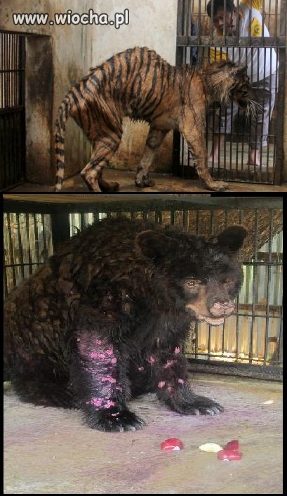 ZOO w Surabaji