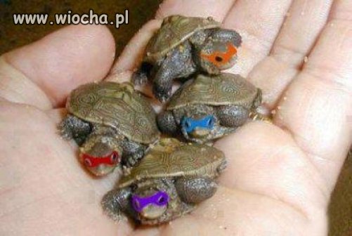 Ninja turtles