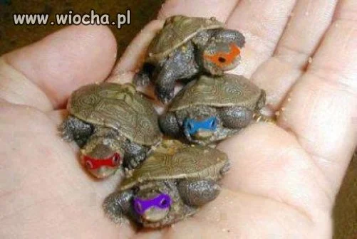Ninja turtles
