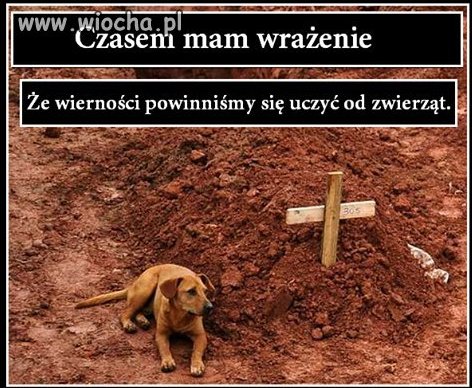 I to jest