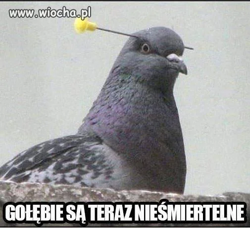 Nieśmiertelny
