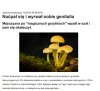Samookaleczenie po "halucynkach"