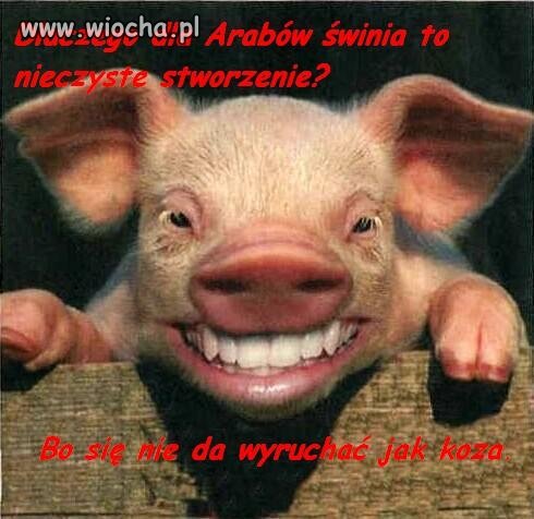 Świnka bardziej cwana od kozy 