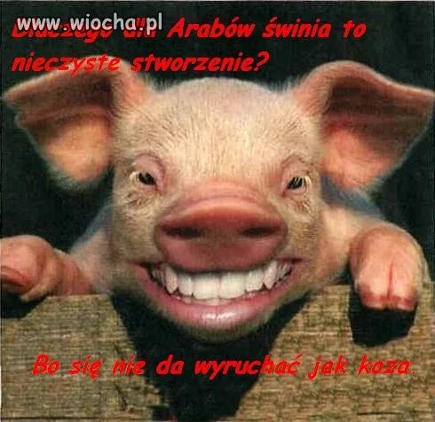 Świnka bardziej cwana od kozy 
