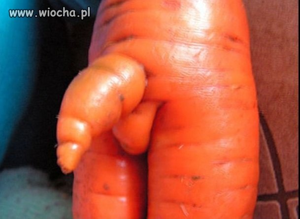 Bio marchewka 