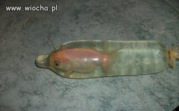 Złota rybka