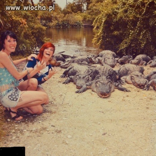 Krokodyle...