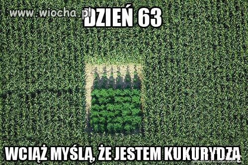 Wśród kukurydzy roślinka sobie rośnie...