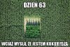 Wśród kukurydzy roślinka sobie rośnie...