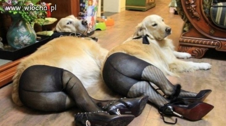 Sexi pieski...