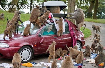 A przy wjeździe do zoo napis duży