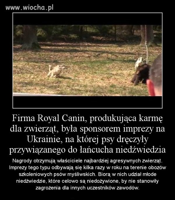 Masakryczna zabawa sponsorowana przez Royal Canin