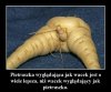 Wacek