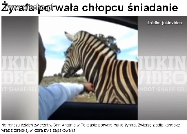 Wg tvn24.pl to jest żyrafa...