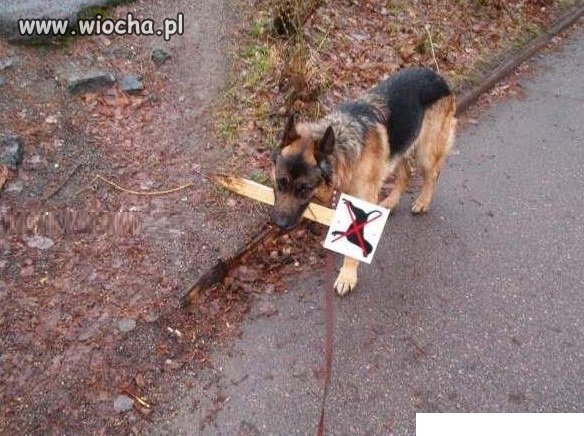 Zakazy są po to by je łamać