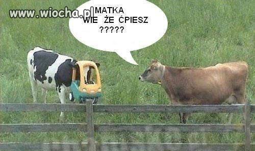 Pytanie 