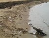 Śmieci na plaży