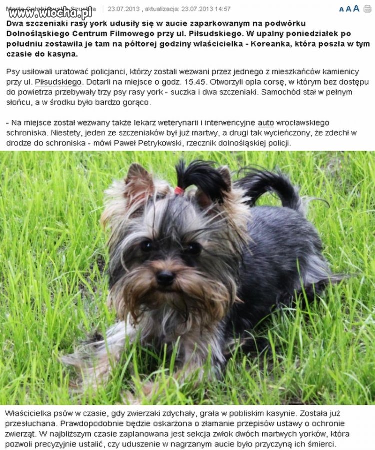 Gdy jej dwa małe psy zdychały w aucie