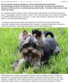 Gdy jej dwa małe psy zdychały w aucie