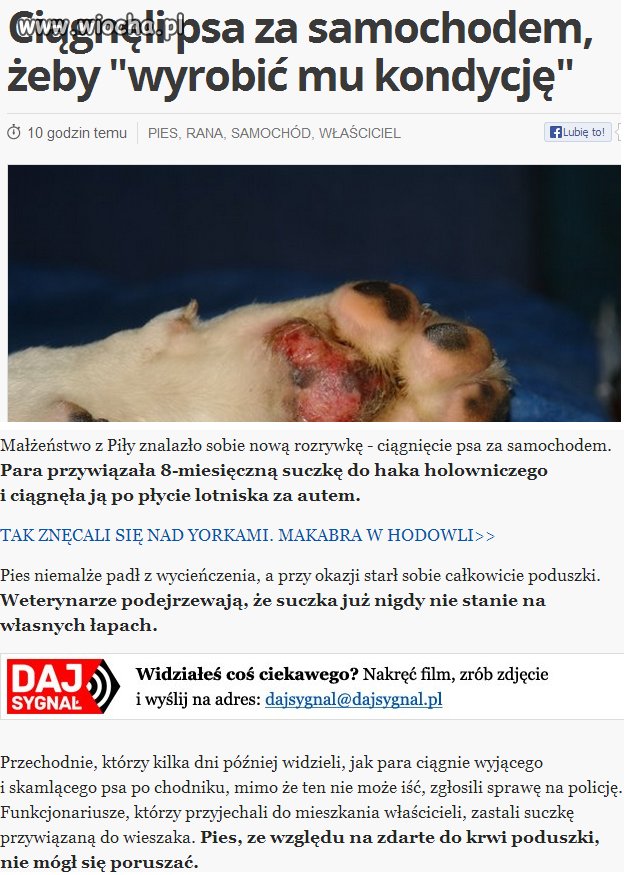 Ciągnęli psa żeby wyrobić mu kondycję...