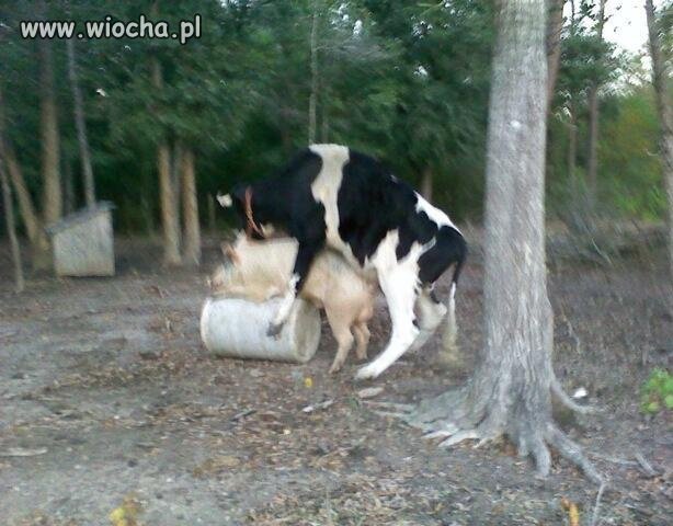Jak najdzie ochota