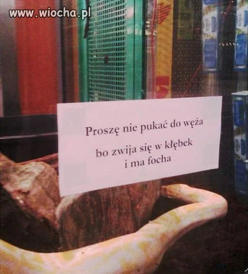 Proszę nie pukać do węża...