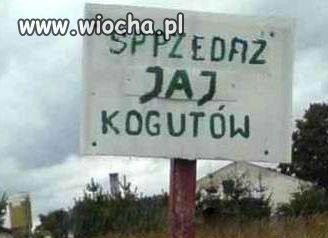 Jaja Koguta?!