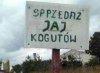 Jaja Koguta?!