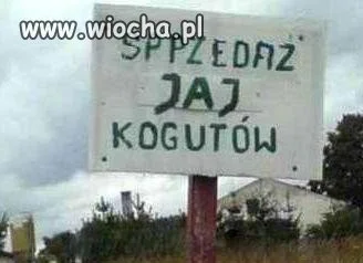 Jaja Koguta?!
