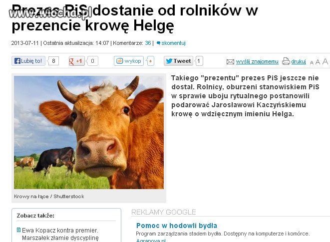 Jarosław Kaczyński dostał krowę!